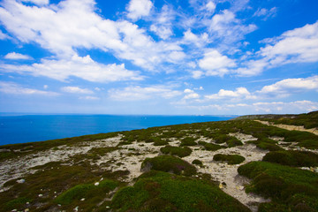 landscape with heather in brittany