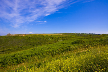 Fototapeta premium landscape with heather in brittany