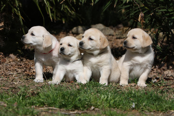 quatre petits chiots labrador retriever assis côte à côte-jaune