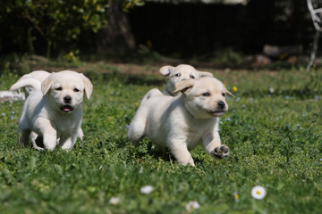 course folle des petits labrador retriever dans l'herbe-groupe