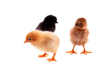 Three small chickens isolated on white