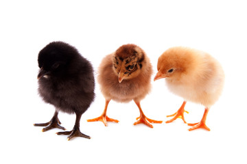 Fototapeta premium Three small chickens isolated on white