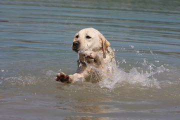 labrador retriever jaune en plein saut dans l'eau - jeu