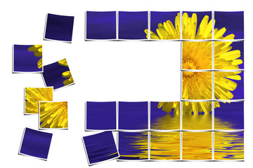 composicion fotos flor amarilla