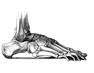 knochen_fuß_aussen