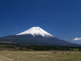 富士山と牧場