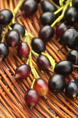 Black currants