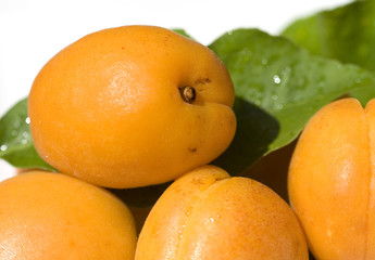 Albicocche