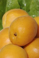 Apricots