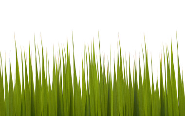 Obraz premium succulent green grass