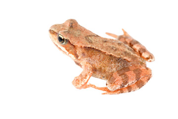 brown young frog