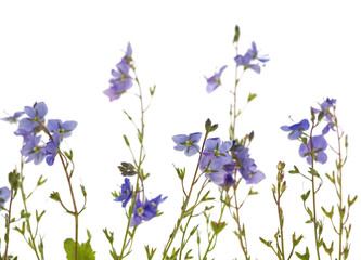 Fototapeta na wymiar isolated blue flowers