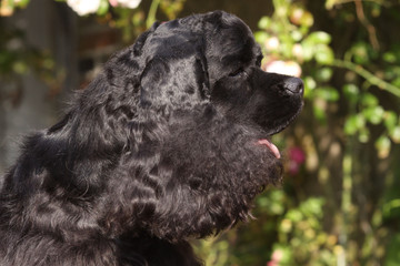 Search Photos Chien Noir