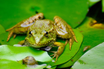 grenouille verte