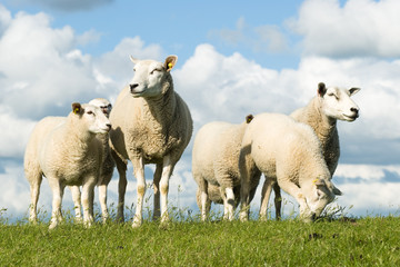 schapen op dijk