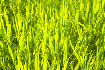 green grass