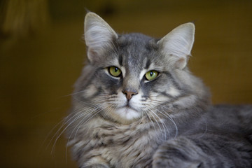 portrait d'un chat des forêts norvégiennes de face - beauté