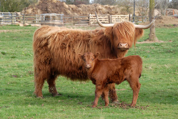 Highland cattle