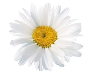 White daisies on white background