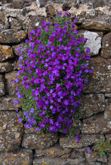 Aubretia on wall