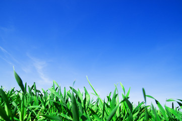 Fototapeta premium Grass and blue sky