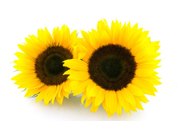 Obraz premium Two sunflowers isolated on white background