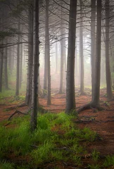 Zelfklevend Fotobehang Tall Balsam Trees in Creepy Forest Fog © Dave Allen