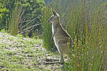 Känguru im Murramarang Nationalpark