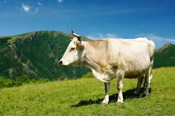 White cow in high mountains