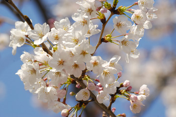 Cherry blossom close-up
