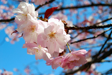 Cherry blossom close-up