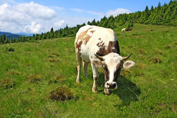 Fototapeta premium Cow on mountain meadow