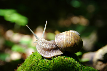 snail
