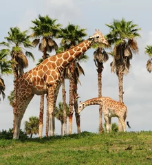 Crédence de cuisine en verre imprimé Girafe Wild giraffe