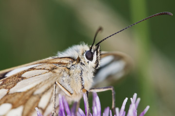 Butterfly marblet white Melanargia galathea