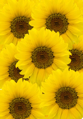 Obraz premium Sonnenblume