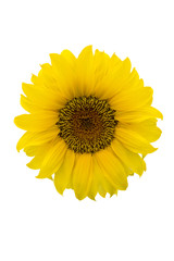 Fototapeta premium Sonnenblume