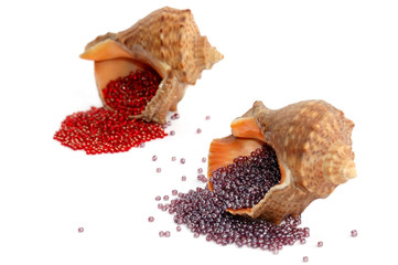 Two seashell on a white background