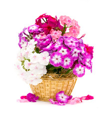 Bouquet of phloxes on a white background