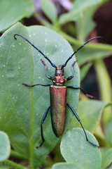 Moschusbock / Aromia moschata