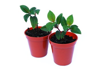 Two small fuchsia plant seedlings growing in pots isolated