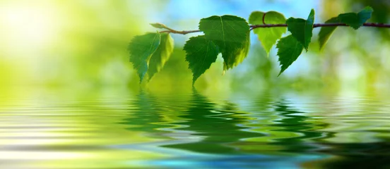 Foto op Plexiglas Lente bladeren van berk en water