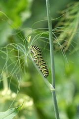 chenille du papillon machaon