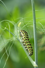 chenille du papillon machaon