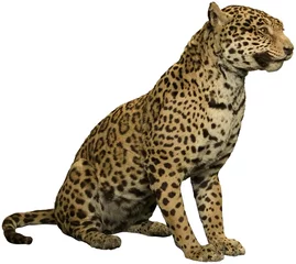 Möbelaufkleber wilder leopard sitzt isoliert © Creative HQ
