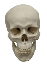 human skull isolated