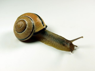 Schnecke