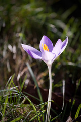 Crocus