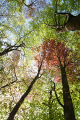 Fototapeta premium Looking Up