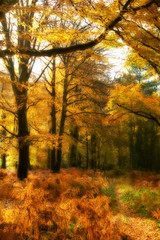 Fototapeta premium Golden Autumn Wood
